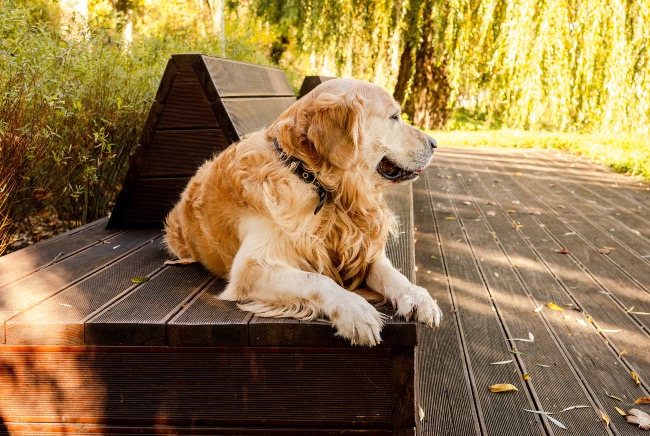 Paseo en horarios de poco calor, clave para refrescar a un perro sin bañarles