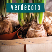 Bulbos Verdecora