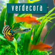 Peces y galápagos Verdecora