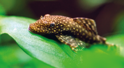 Ancistrus