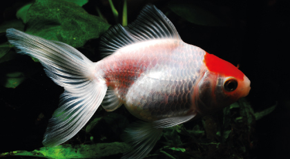Boina Roja
