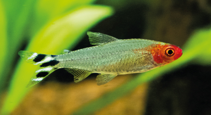 Borrachito