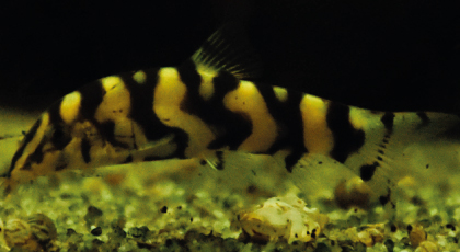 Botia Lohachata