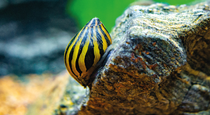 Caracol Cebra