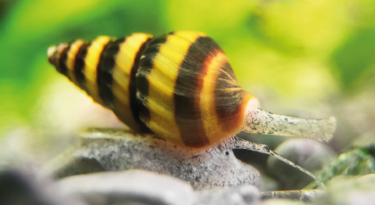 Caracol Comecaracoles