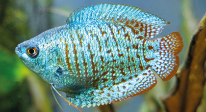 Colisa Lalia Azul Cobalto