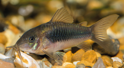 Corydora Aenus Bronce