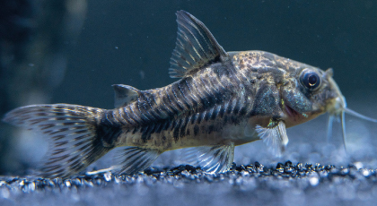 Corydora Paleatus