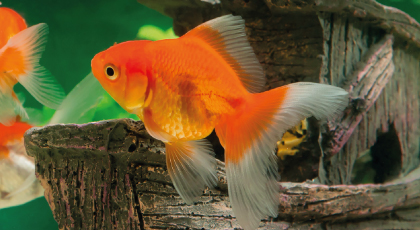 Fantail Rojo