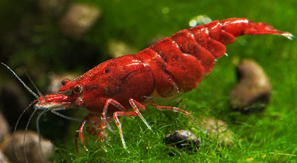 Gamba Bloody Mary
