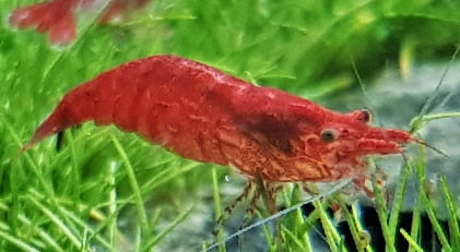 Gamba Rojo Cereza