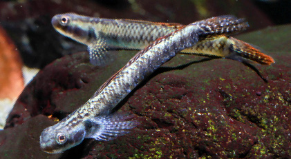 Gobio Azul Neón