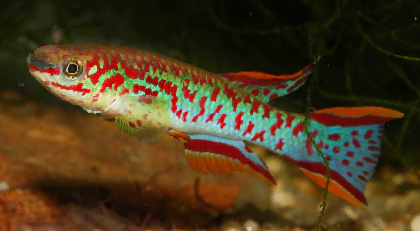 Killi Gardneri