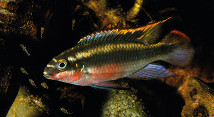 Kribensis
