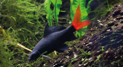 Labeo Bicolor