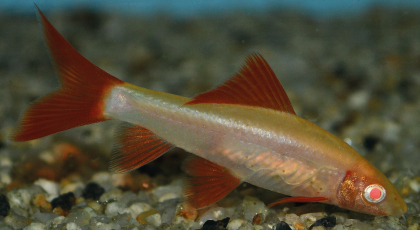 Labeo Frenatus Albino