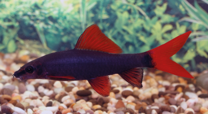 Labeo Frenatus