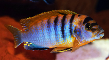 Labidochromis Hongi Red Top