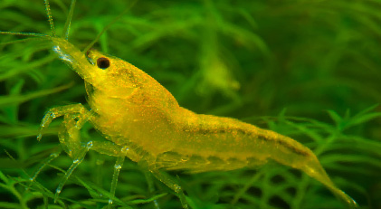Gamba Groga