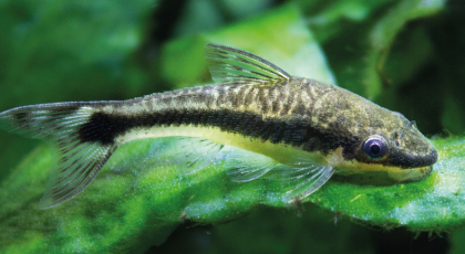 Otocinclus