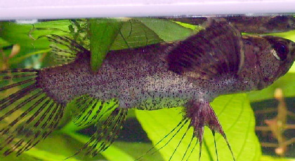 Pez Mariposa