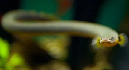 Pez Serpiente Calamita