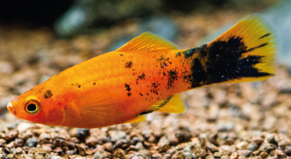 Platy Surtido