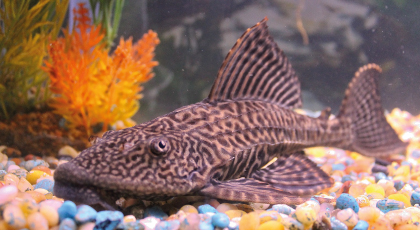 Plecostomus