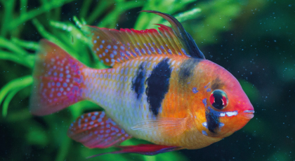 Ramirezi