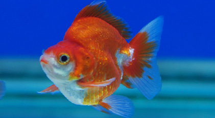 Ryukin Rojo Blanco