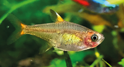 Tetra Ambar