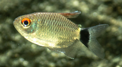 Tetra Santa Filomena