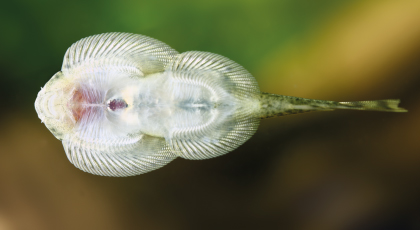 Ventosa De Borneo
