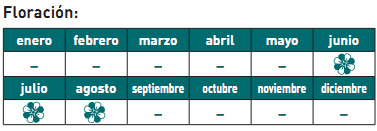 Areca floración