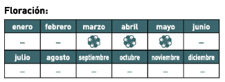 floración beaucarnea