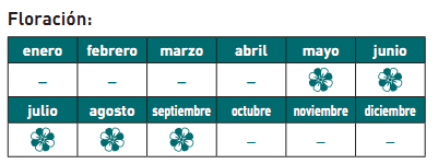 floración cactus asiento suegra