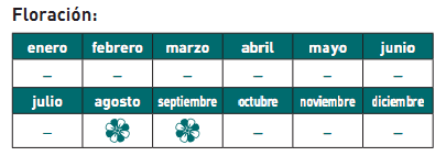floración lithops
