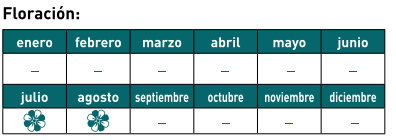 floración sanseviera