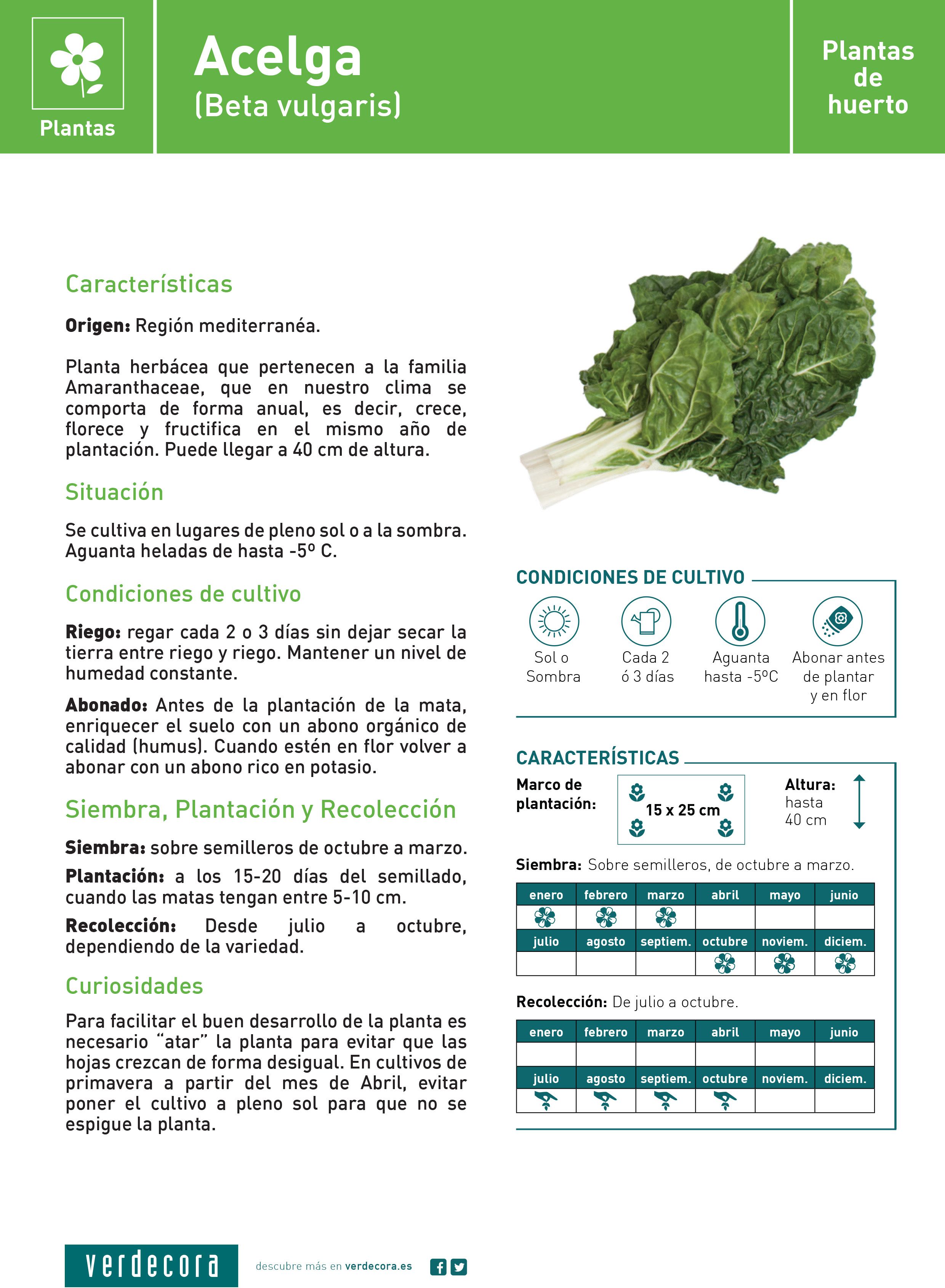 Acelga ecológica 6 unids
