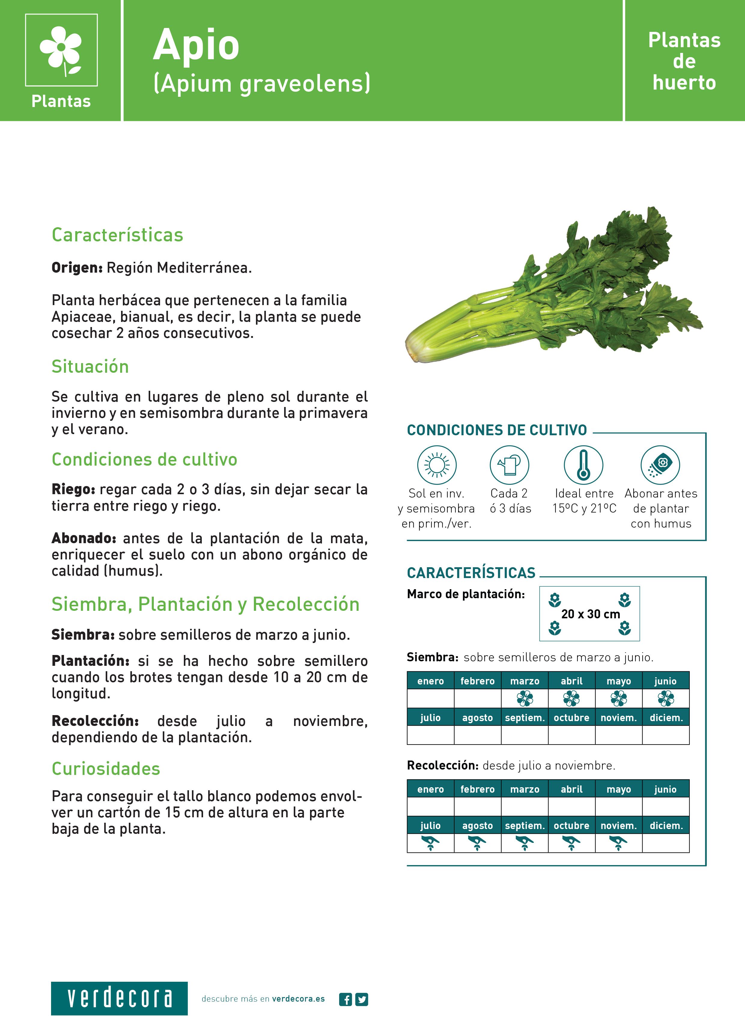 Apio ecológico