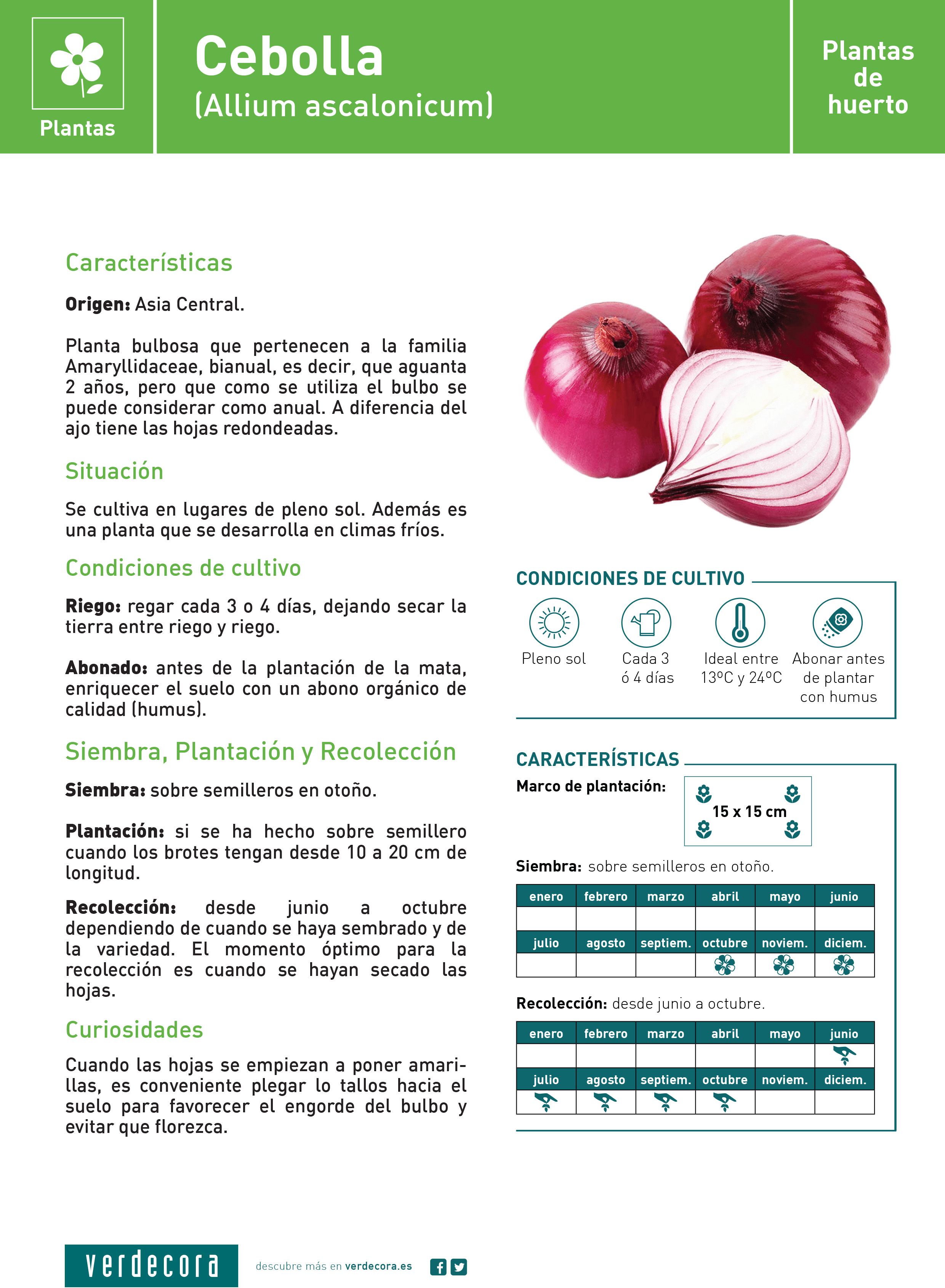 Cebolla ecológica morada 50 unidades