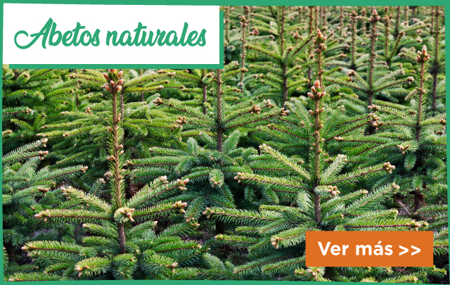Abetos Naturales Navidad