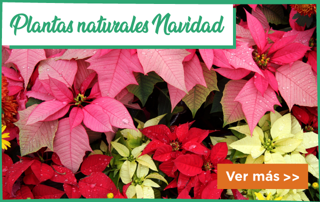 Plantas Navidad Naturales