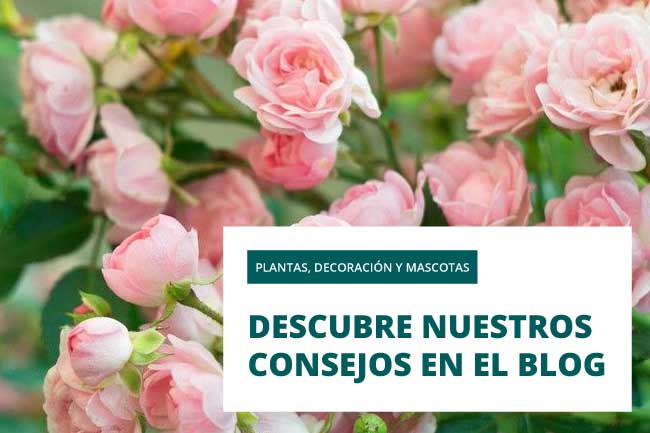 Blog Verdecora