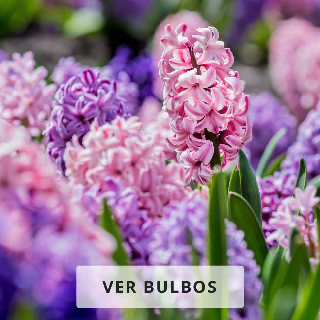 Bulbos de Primaver 2020