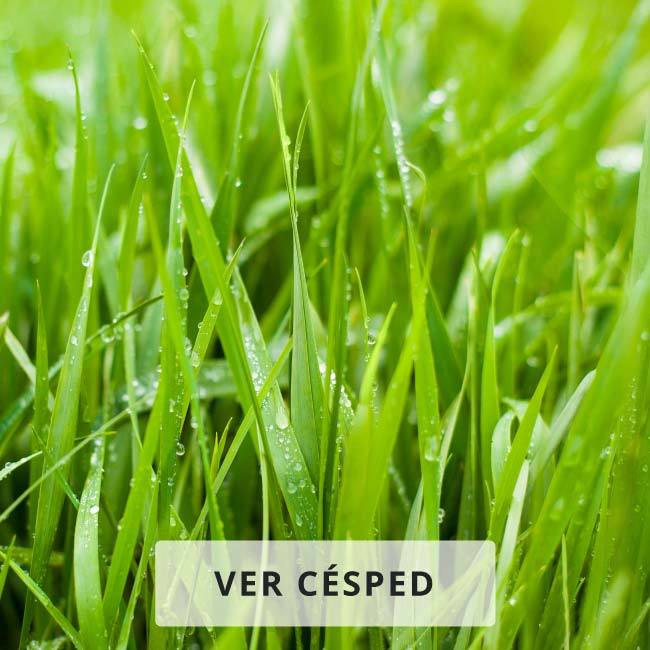 Cesped de Jardín