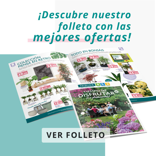 Coleccion Navidad Tradicional