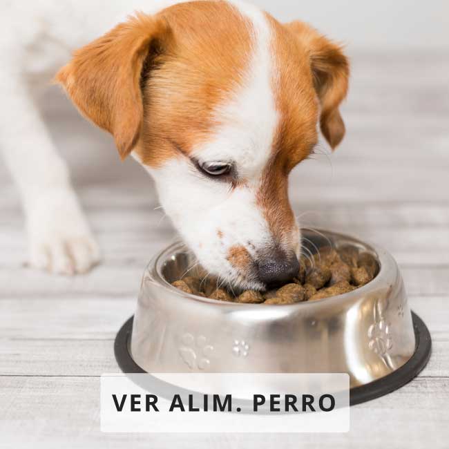 Alimentacion Perro
