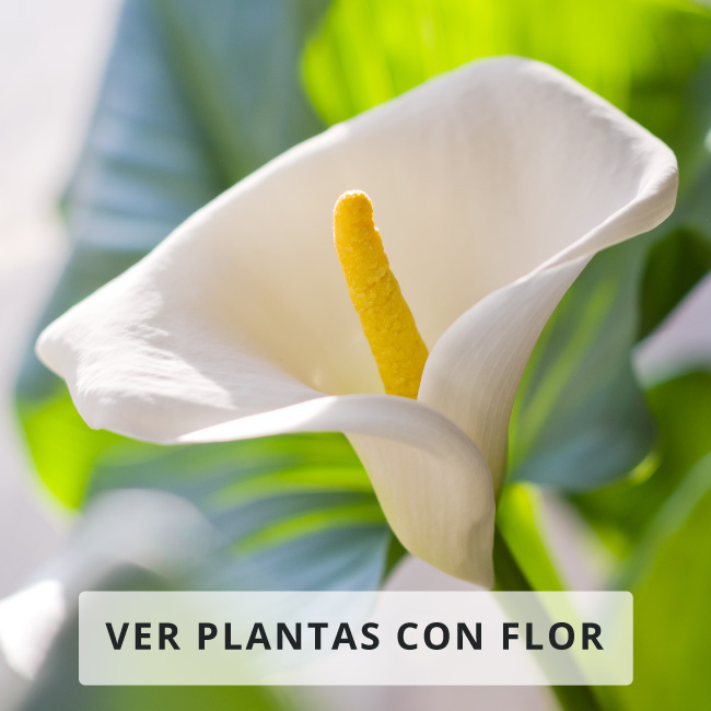 Plantas con Flor Verdecora