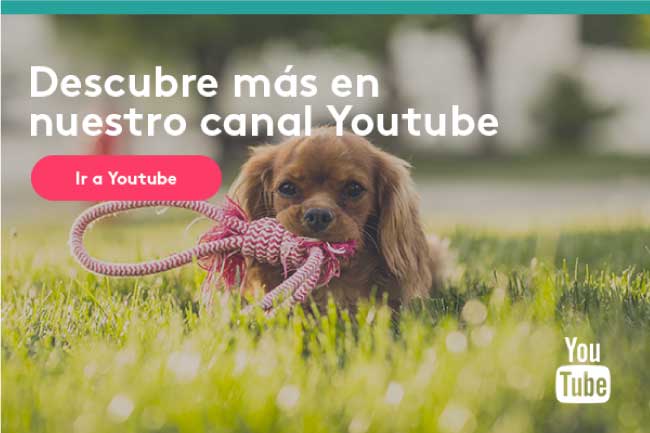 Youtube Verdecora